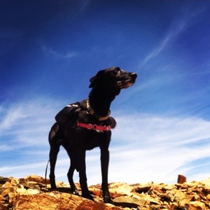 The air at 14,200 is sweeter.  But somebody get this girl some Doggles!