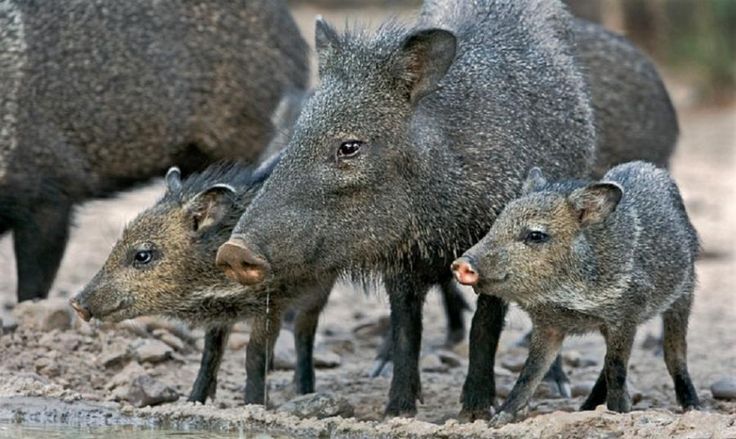 javelinas